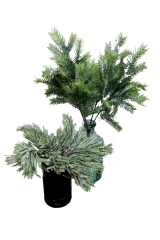 189 Novogodišnje jelove grane